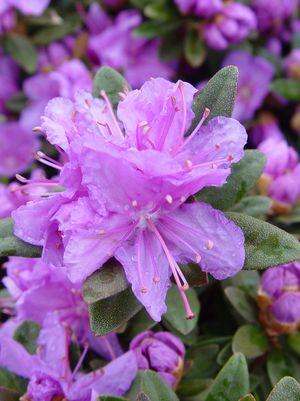 Rhododendron X 'Purple Gem'