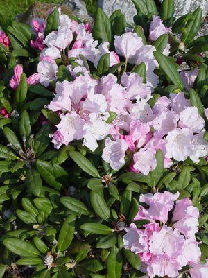 Rhododendron yak. Crete