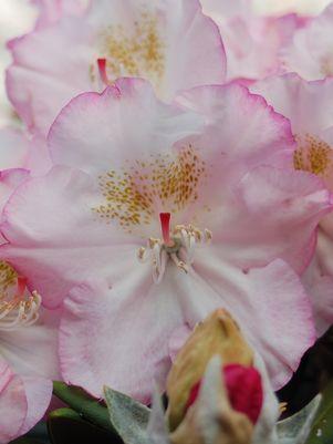 Rhododendron yak. Ken Janek