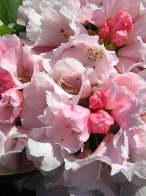 Rhododendron Mardi Gras