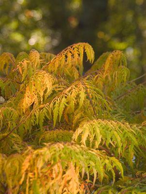 Rhus typhina Tiger Eyes®