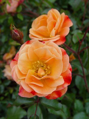 Rosa Flower Carpet Amber