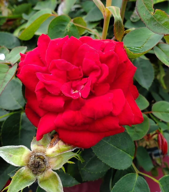 Rosa Kashmir