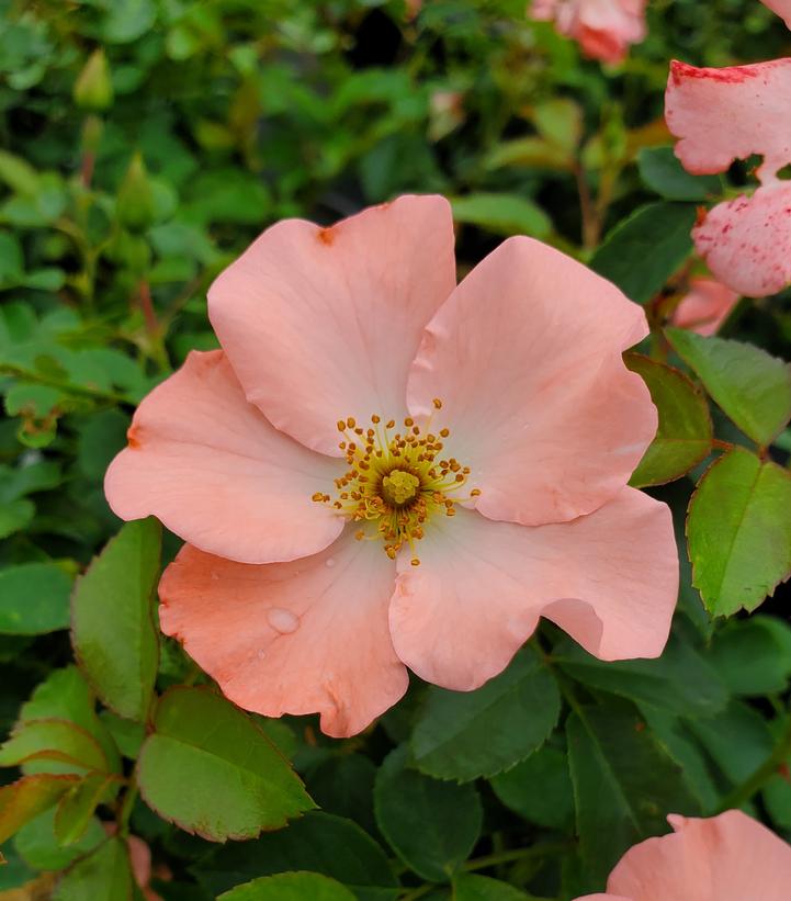 Rosa Flower Carpet- Coral