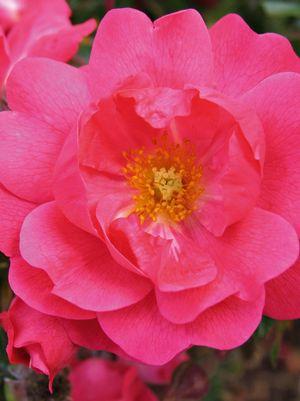 Rosa Flower Carpet Pink Supreme