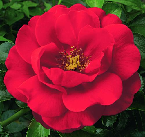 Rosa Flower Carpet Scarlet