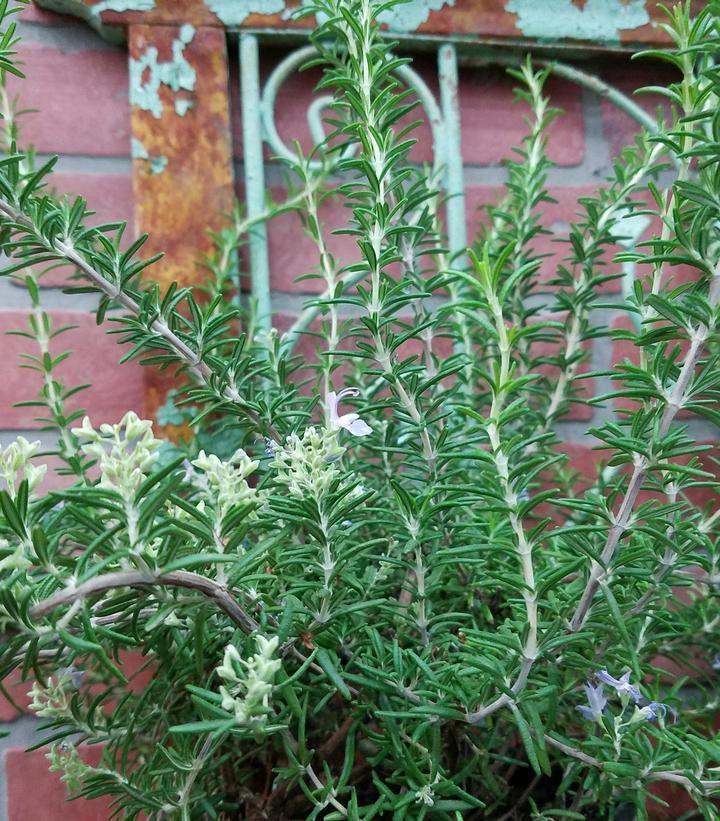 Rosmarinus officinalis 'Prostratus'