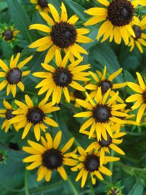 Rudbeckia fulgida var. sullivantii 'Little Goldstar'