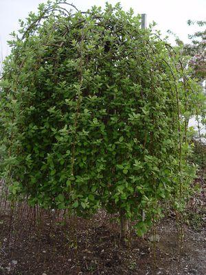 Salix caprea Pendula