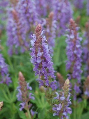 Salvia x sylvestris Blue Hill