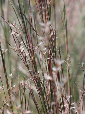 Schizachyrium scoparium 'Prairie Blues'