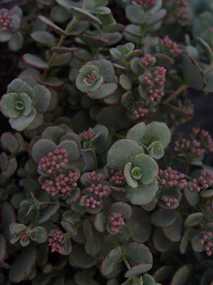 Sedum sieboldii 