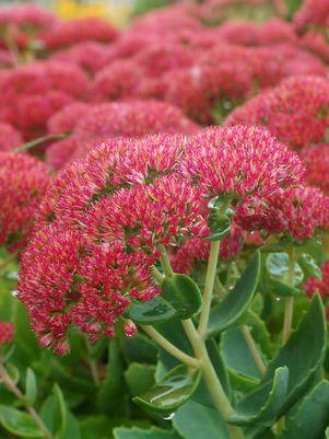 Sedum spectabilis 'Autumn Joy'