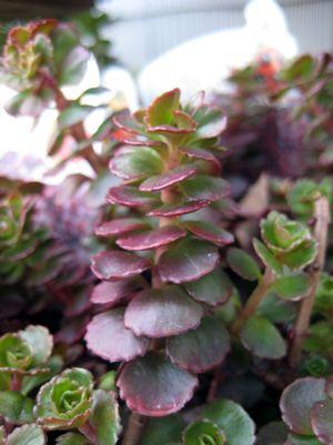 Sedum spurium Blaze