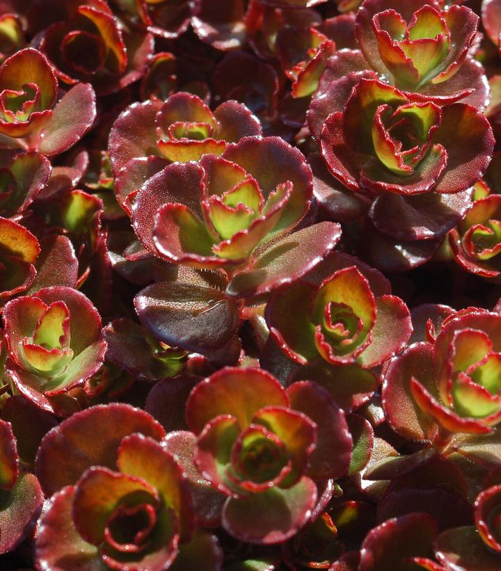 Sedum spurium Fuldaglow