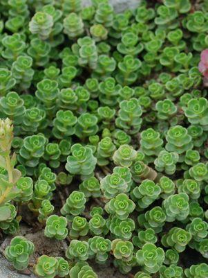 Sedum spurium John Creech