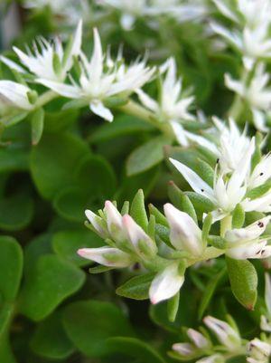 Sedum ternatum Larneim Park