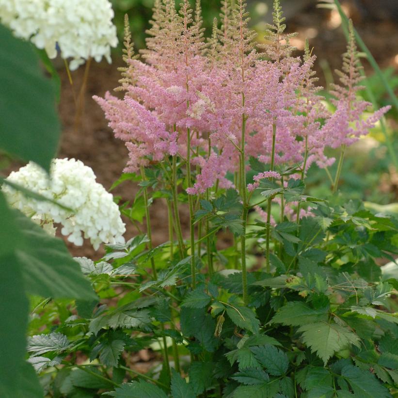 Astilbe chinensis Visions in Pink