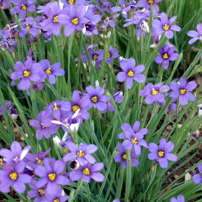 Sisyrinchium angust. 'Lucerne'