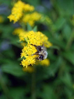 Solidago rugosa Fireworks