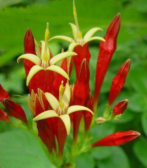 Spigelia marilandica 