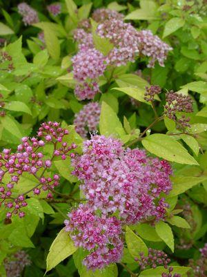 Spiraea bumalda Goldmound