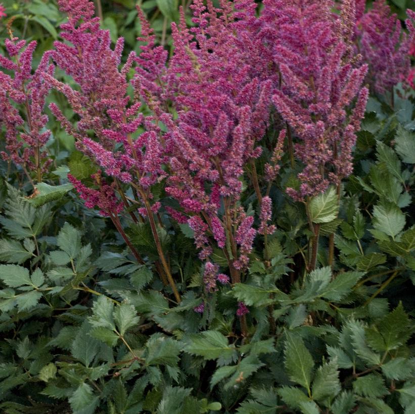 Astilbe chinensis Vision in Red