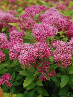 Spiraea jap. Magic Carpet