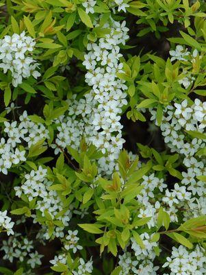 Spiraea thun. Ogon (Mellow Yellow)