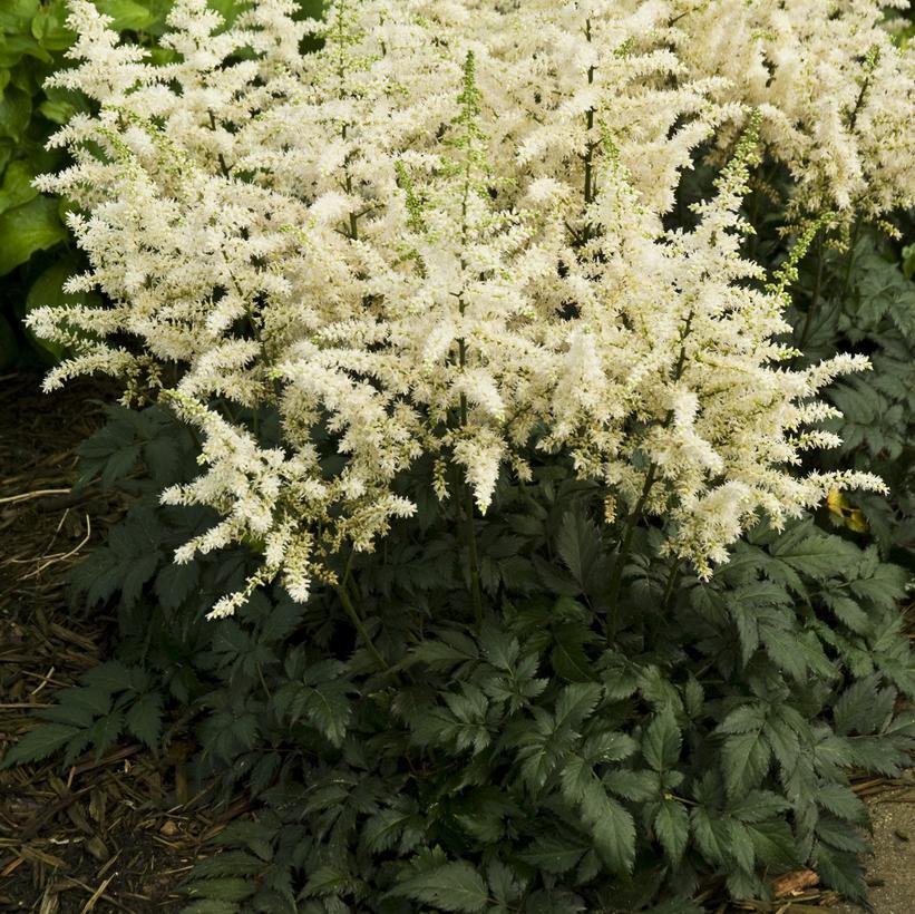 Astilbe chinensis Visions in White