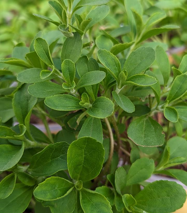 Stevia rebaudiana 