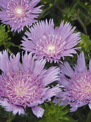 Stokesia laevis Peachies Pick