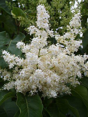 Syringa reticulata Ivory Silk - Tree Form