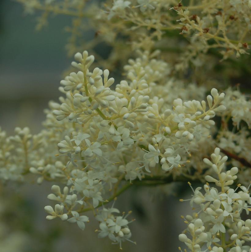 Syringa reticulata Snowdance