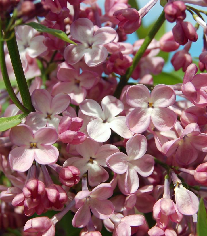 Syringa X hyacinthiflora Maidens Blush