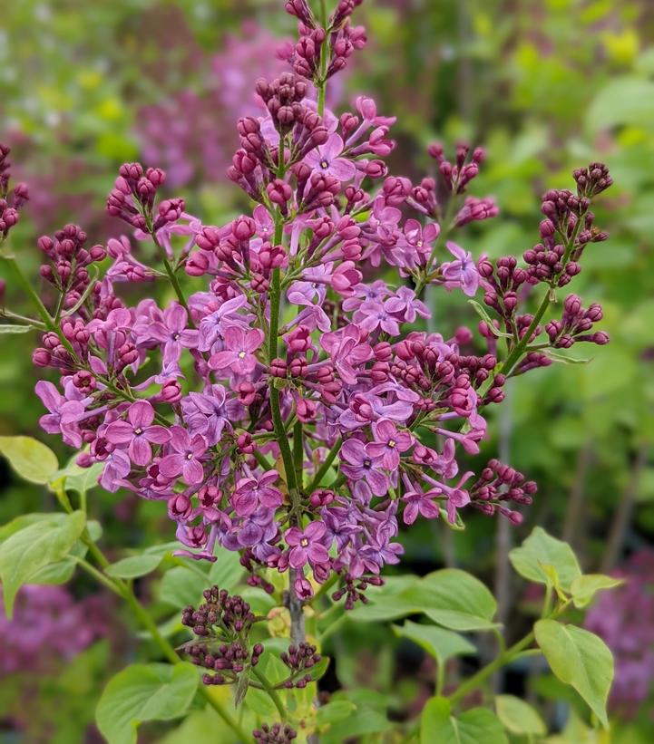 Syringa X hyacinthiflora 'Pocahontas'