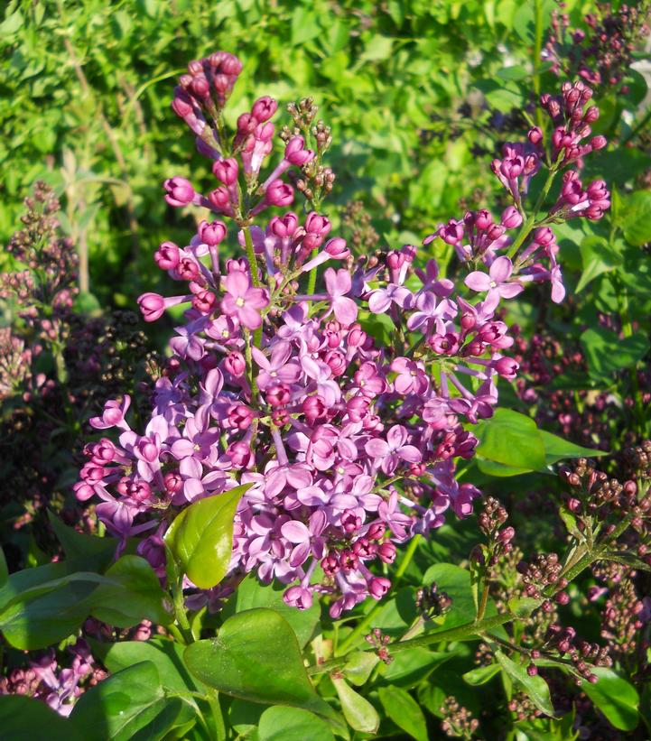 Syringa X hyacinthiflora Purple Glory