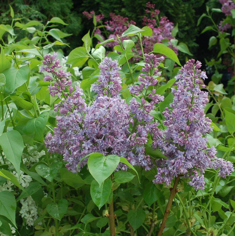 Syringa X hyacinthiflora Royal Purple