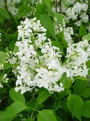 Syringa X hyacinthiflora Mount Baker