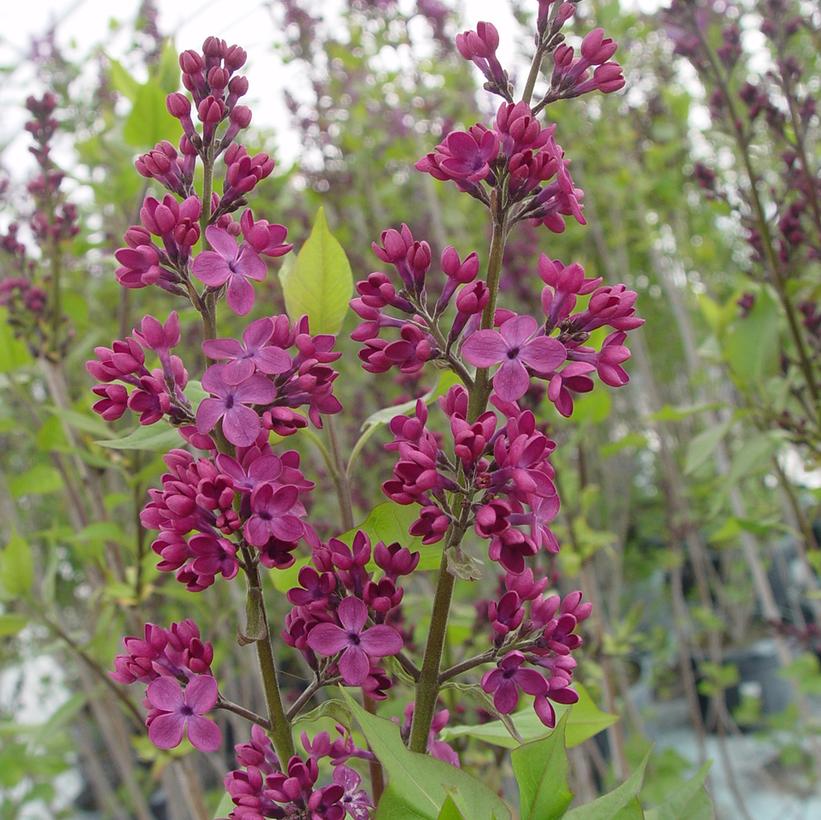 Syringa X hyacinthiflora Declaration