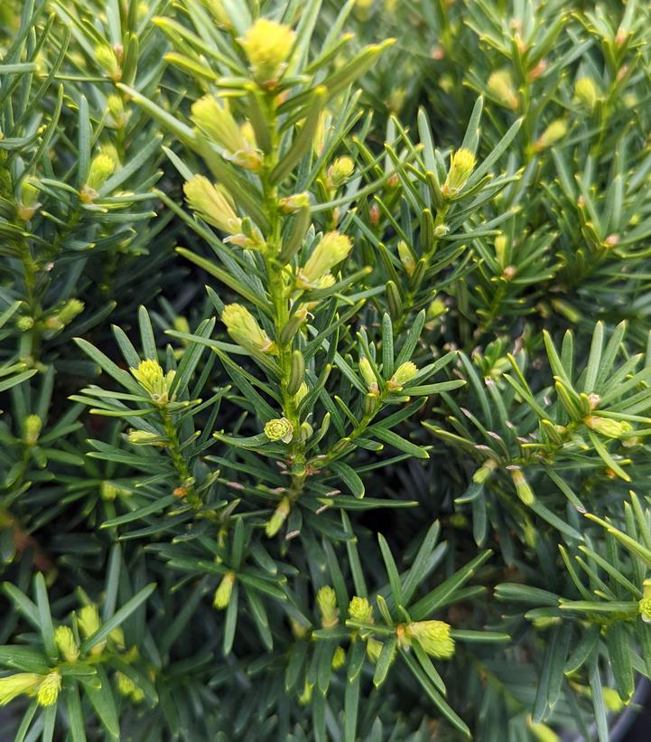 Taxus cuspidata Densiformis