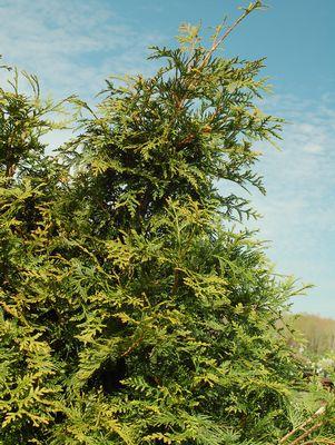 Thuja X 'Green Giant'