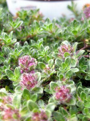 Thymus praecox 'Pink Chintz'