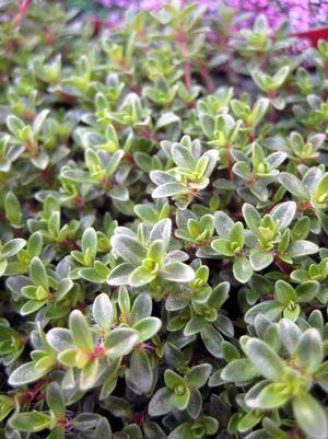 Thymus praecox Purple Carpet