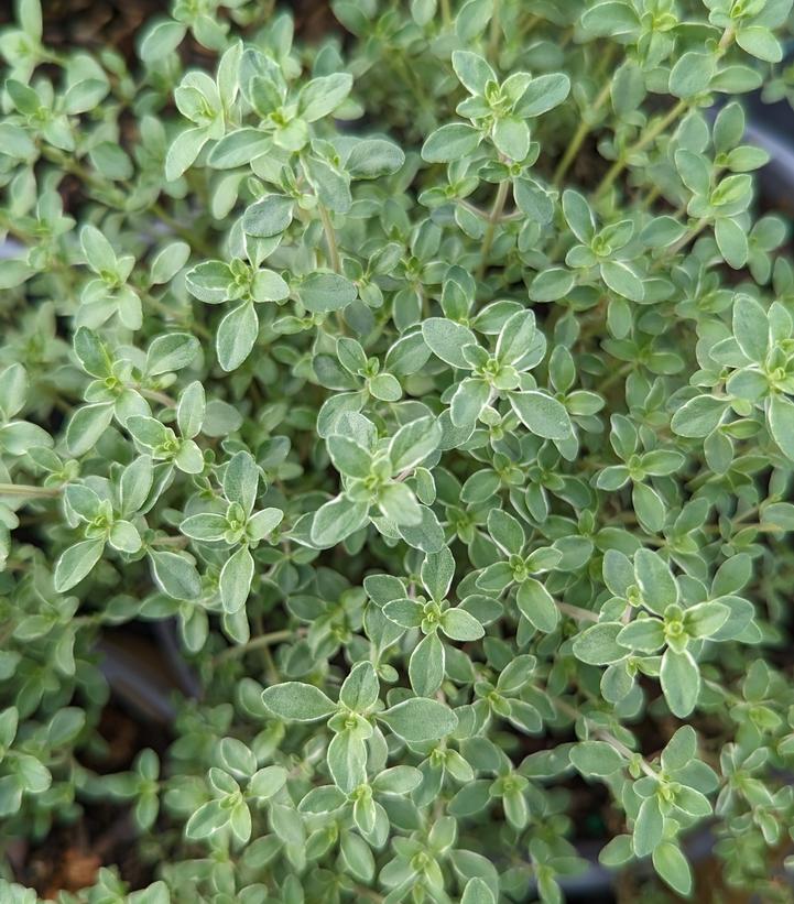 Thymus c. 'Argenteus'