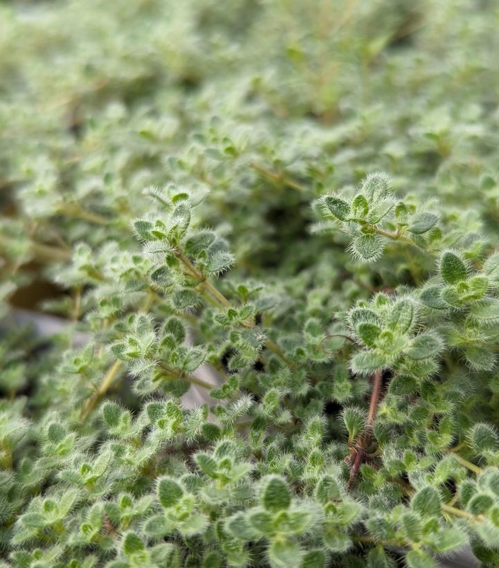 Thymus pseudolanuginosus 