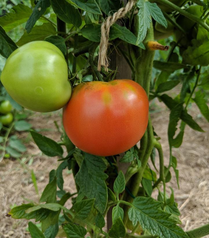 Tomato Big Beef