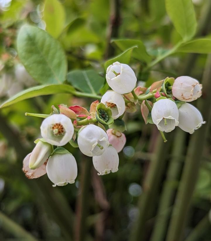 Vaccinium corymbosum 'Northland'