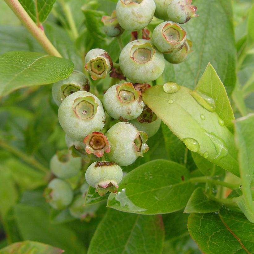 Vaccinium corymbosum 'Patriot'