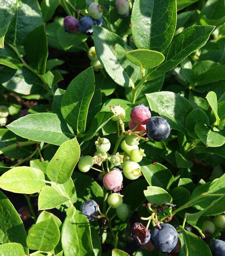 Vaccinium corymbosum 'Polaris'